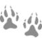 paw1