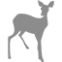 roeDeer