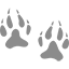 paw1